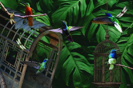 Tropical Hummingbirds