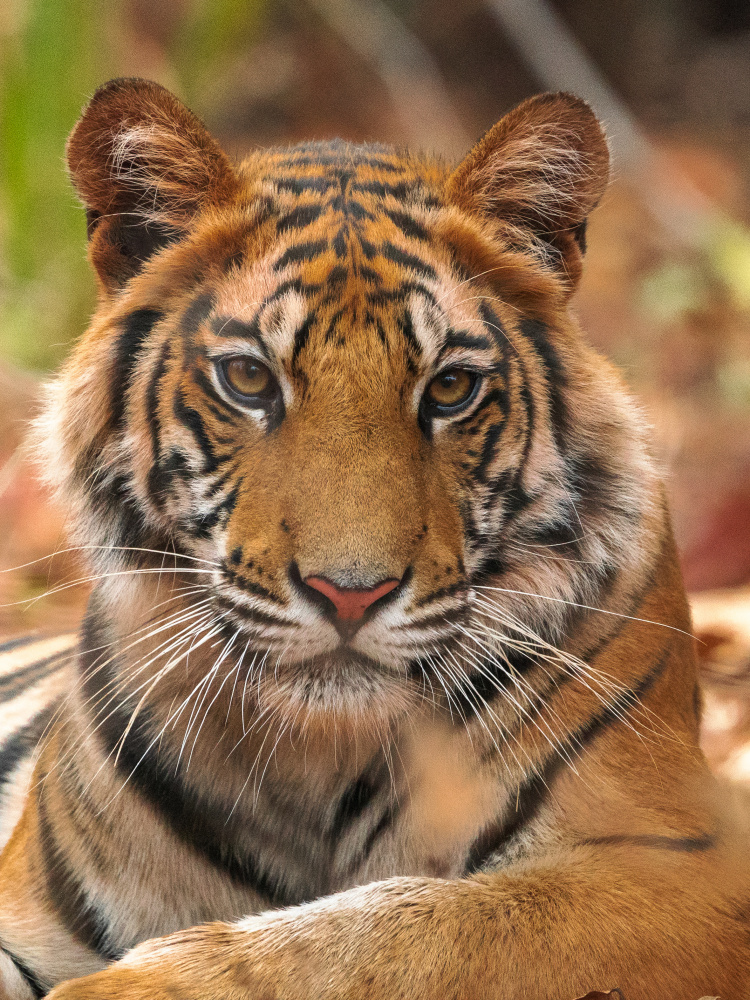The Tiger Portrait à Sumangal Sethi