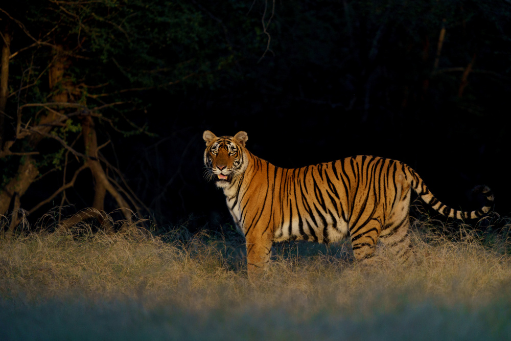 Flaming Tigress Riddhi à Sumangal Sethi
