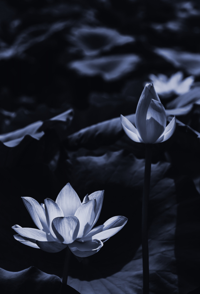 Midsummer lotus field_bi à Sunao Isotani