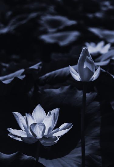 Midsummer lotus field_bi