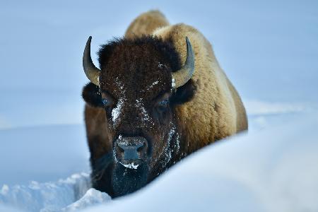 WINTER BISON