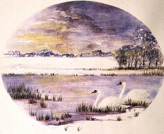 Swans on the Lake (w/c) à Suzi  Kennett