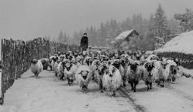 About Bucovina...