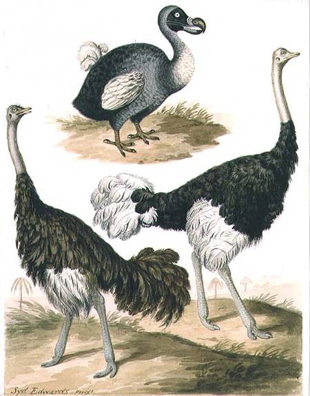 Dodo and Ostrich à Sydenham Teast Edwards