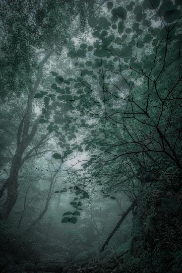 Fog　forest