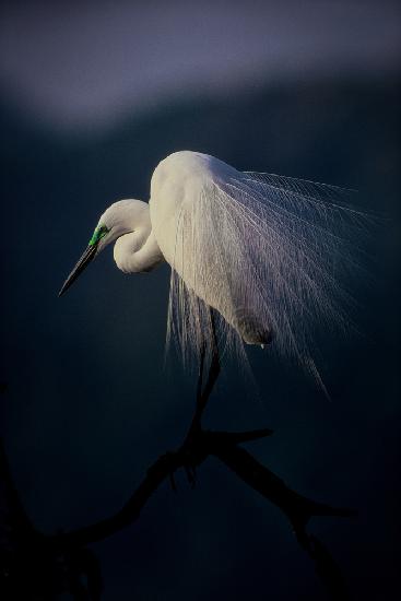 Beautiful ornament feathers