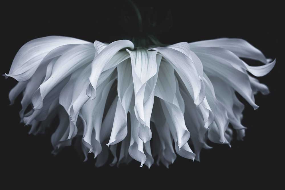 Flare flower à Takashi Suzuki