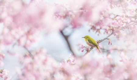 Cherry-blossom color