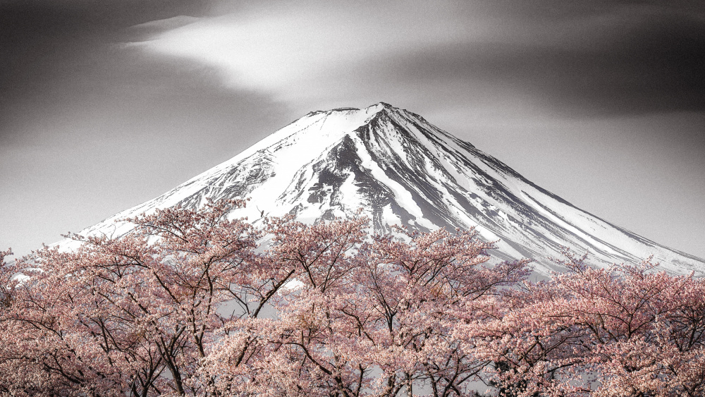 Sakura Fuji à Takeshi Mitamura