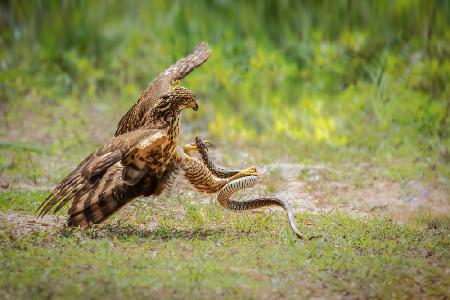 Eagle snake battle