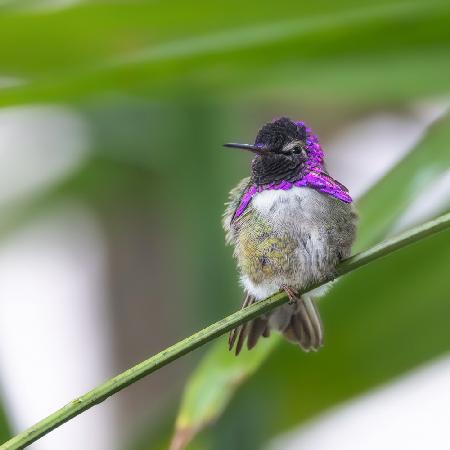 Costas Hummingbird