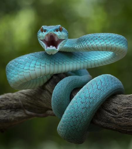 Angry Snake and Want To Bite