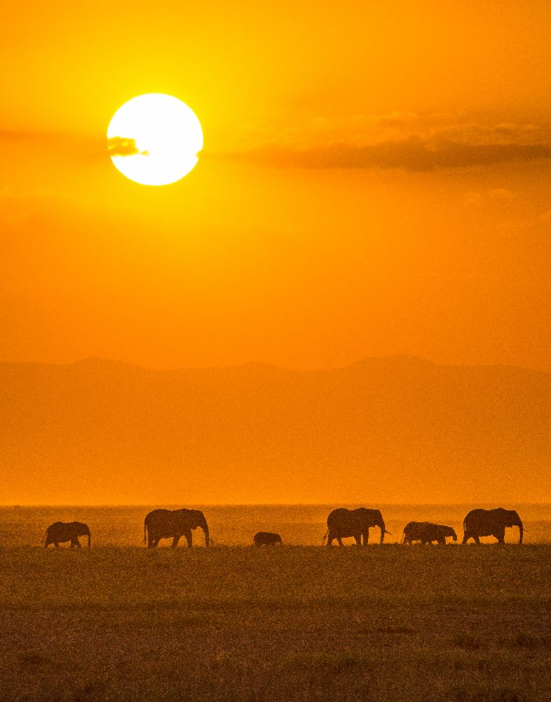 Elephants at Sunset à Ted Taylor