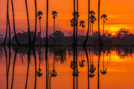 Sunrise at the rice field