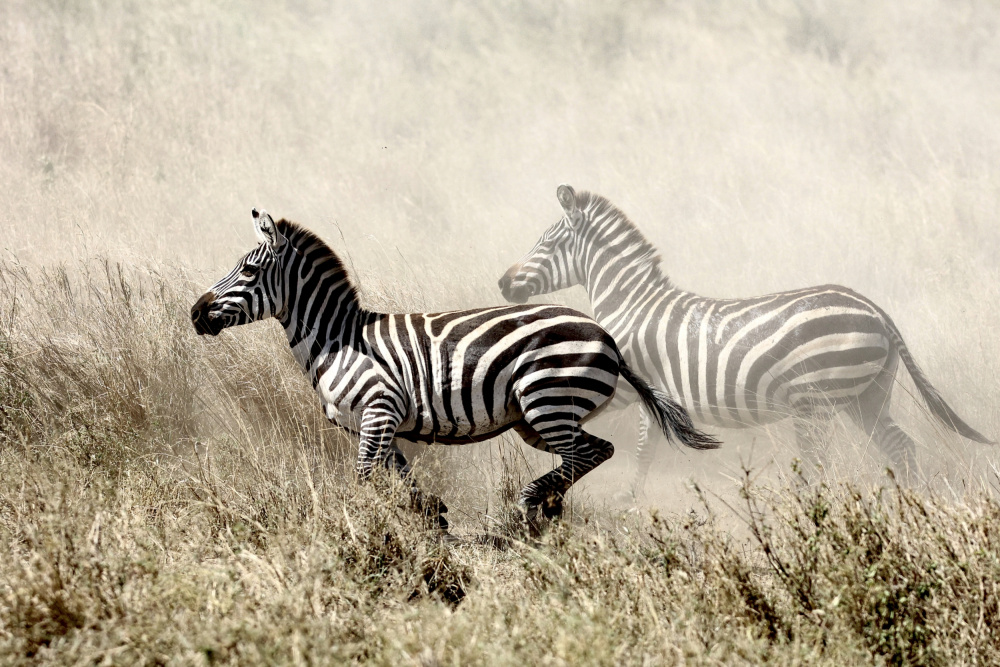 The Zebra Chase à Tereza Frank