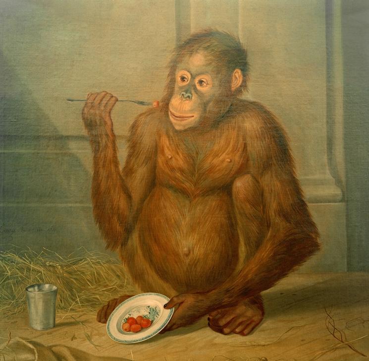 Orang-Utan, Erdbeeren fressend à Tethart Philipp Christian Haag