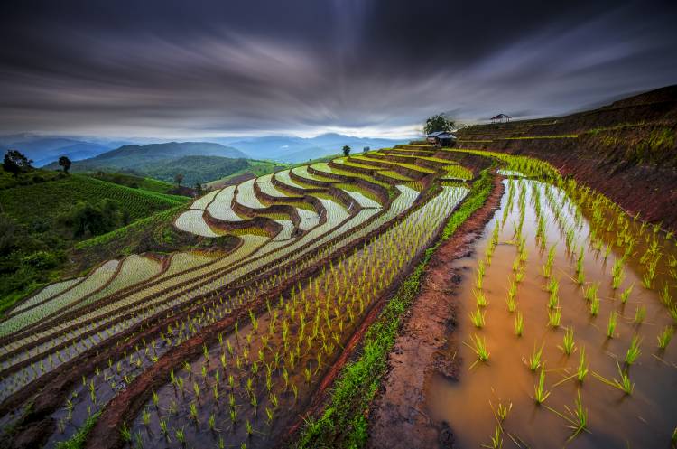 Unseen Rice Field à Tetra