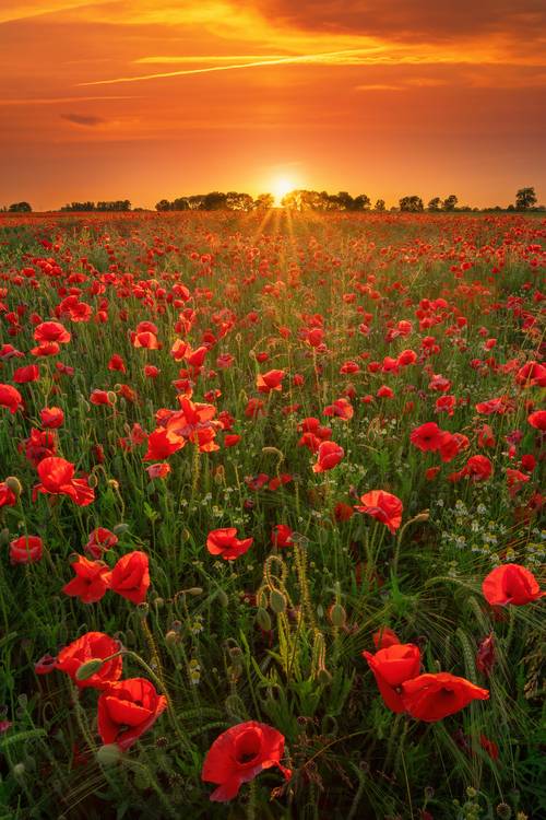 Blooming poppies at sunset à Tham Do