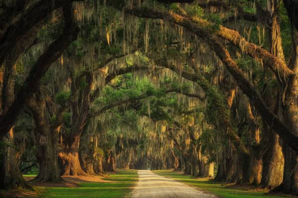 Lowcountry tree tunnel à Tham Do