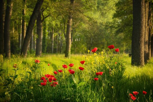 Poppies in a Dutch forest à Tham Do