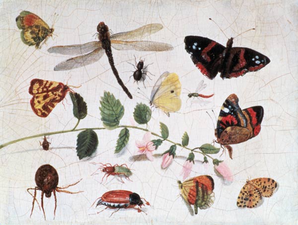 Butterflies, Insects and Flowers à l'Ancien Kessel