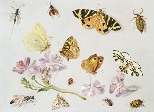 Butterflies, moths and other insects with a sprig of periwinkle à l'Ancien Kessel