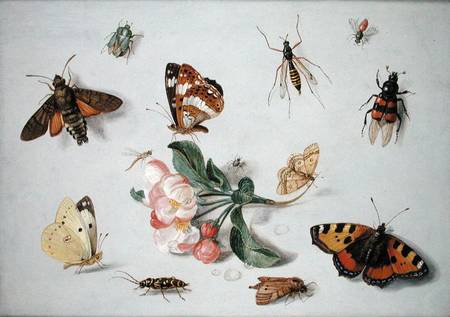 Butterflies, moths and other insects with a sprig of apple blossom à l'Ancien Kessel