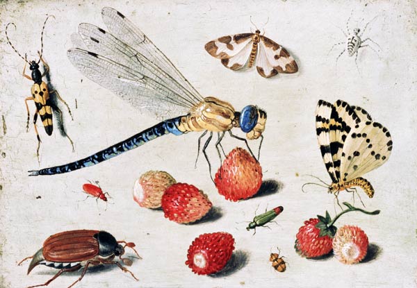Study of Insects, Butterflies and Flowers à l'Ancien Kessel