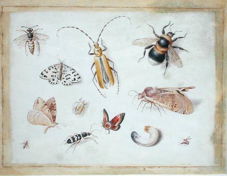 A Study of Butterflies and other Insects à l'Ancien Kessel