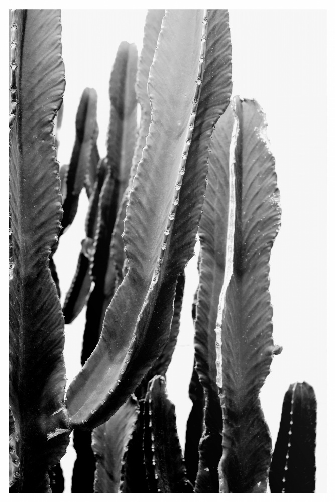 BOHO Cactus à THE MIUUS STUDIO