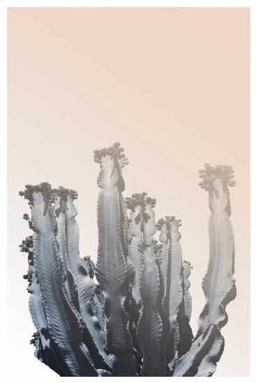 Boho Cactus No.3