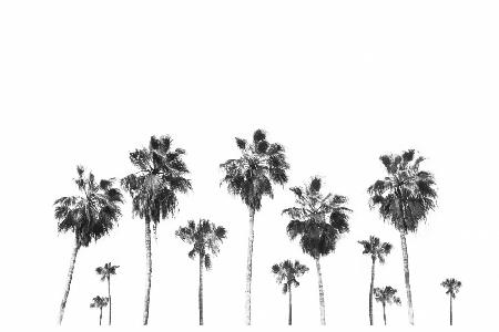 Landscape of Palms