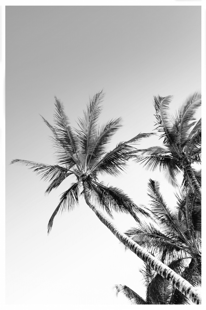 Palms Black and White Photography à THE MIUUS STUDIO