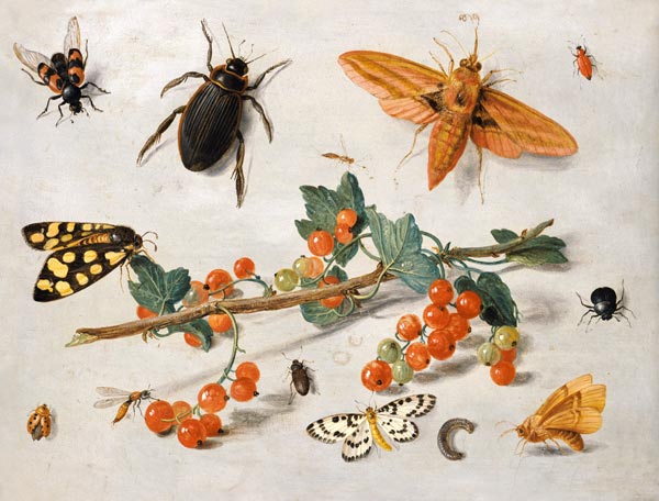 A sprig of redcurrants with an elephant hawk moth, a magpie moth and other insects, 1657 (oil on cop à l'Ancien Kessel Jan van