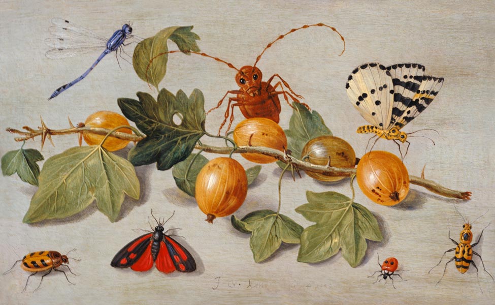 Still life of branch of gooseberries, with a butterfly, moth, damsel fly and other insects (oil on c à l'Ancien Kessel Jan van