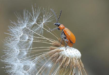 The pilot of achenes...