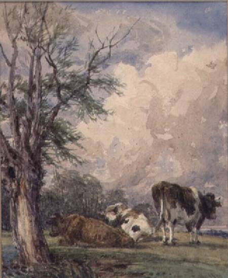 A Study of Cattle à Thomas Baker