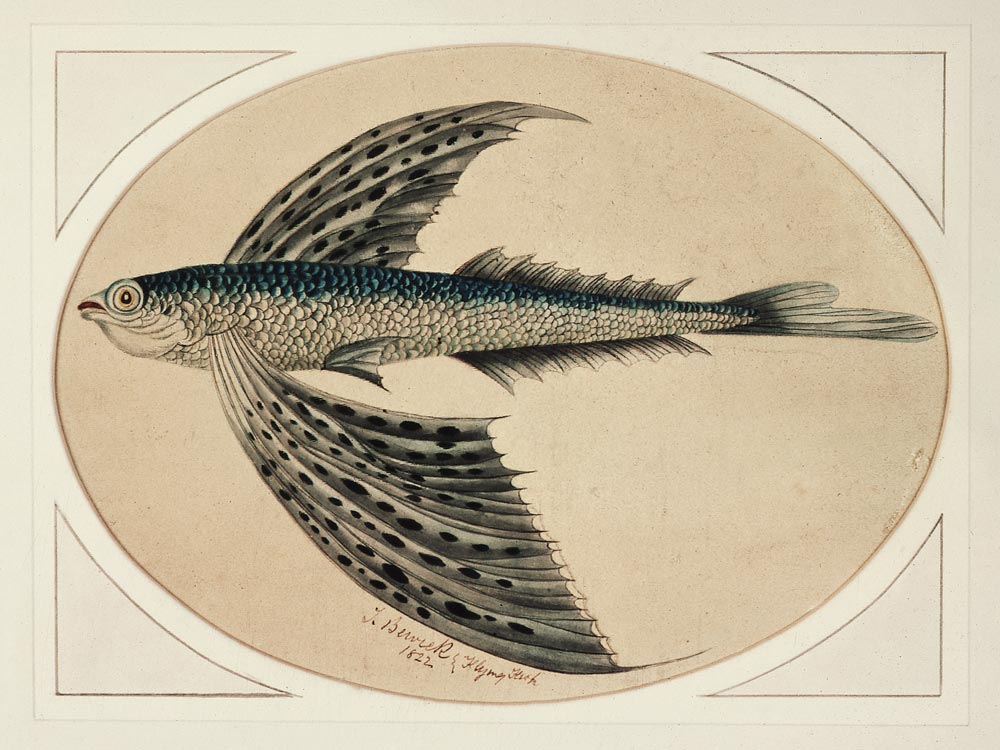 A Flying Fish à Thomas Bewick