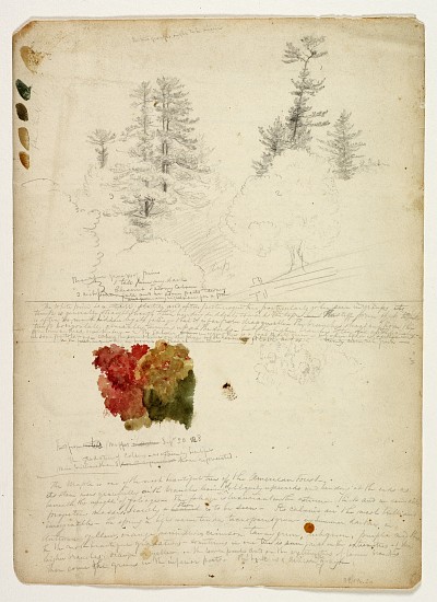 Beautiful Groups of Pines; Tints from Maples, New Hampshire, September 30th à Thomas Cole