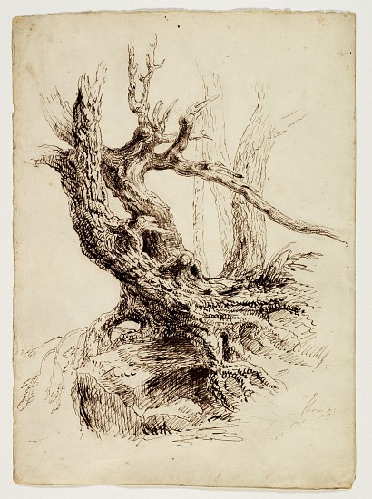 Gnarled Tree Trunk à Thomas Cole