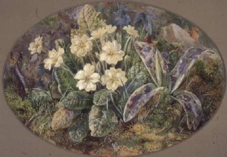 Primrose and Orchid à Thomas Collier