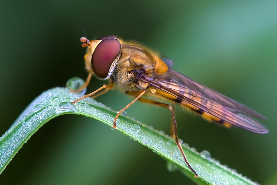 Marmalade fly à Thomas Dam