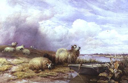 A Landscape with Sheep and boat à Thomas Francis Wainewright