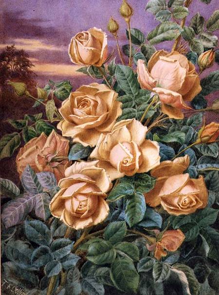 Yellow Roses à Thomas Frederick Collier