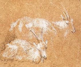 Study of Goats