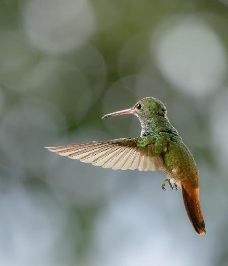 Rufous-tailed Hummningbird