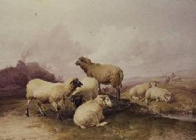 Sheep in a Landscape