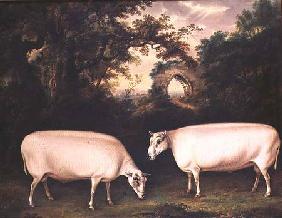 Two Prize Border Leicester Rams in a Landscape