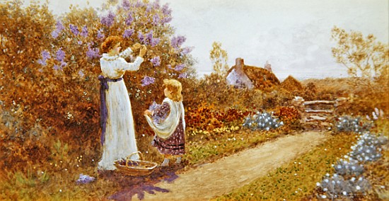 Lilacs à Thomas James Lloyd